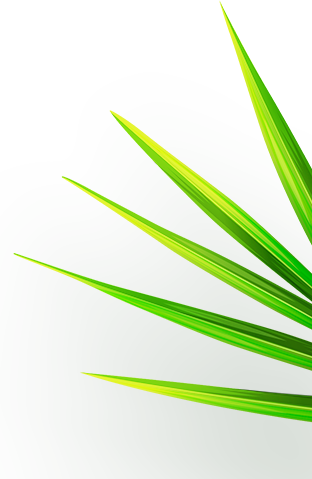 leaf05